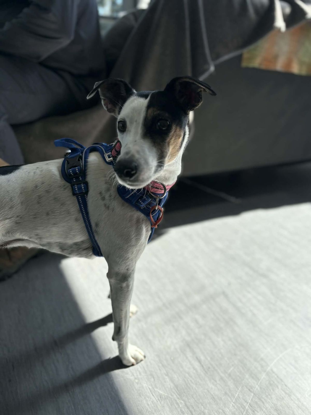 Gallery image: Bubba