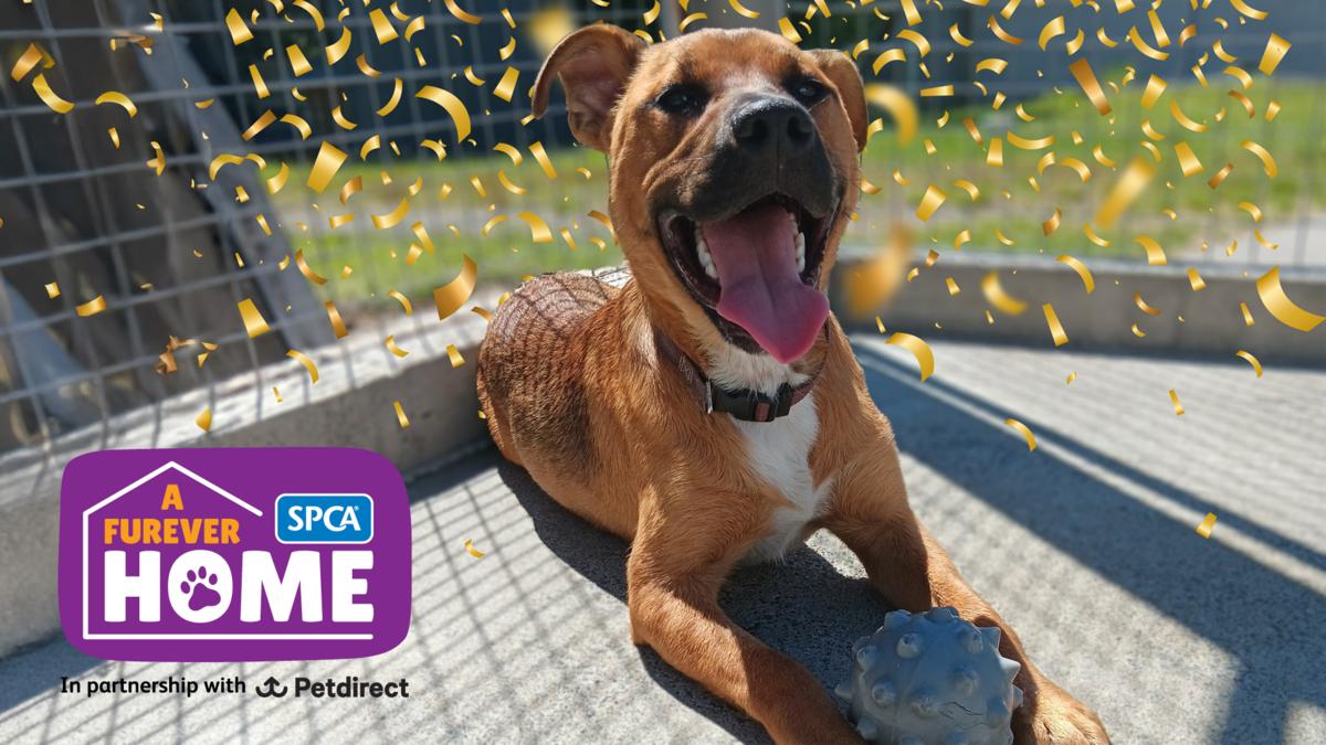 A Furever Home Giving Day: we did it!