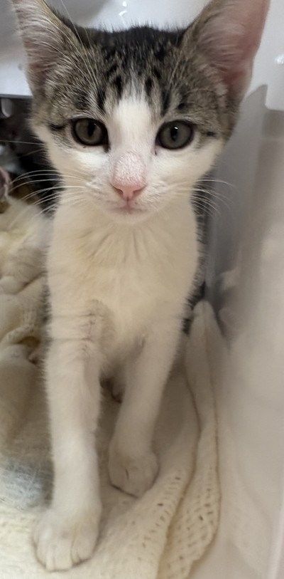 Sonny - Domestic Short Hair