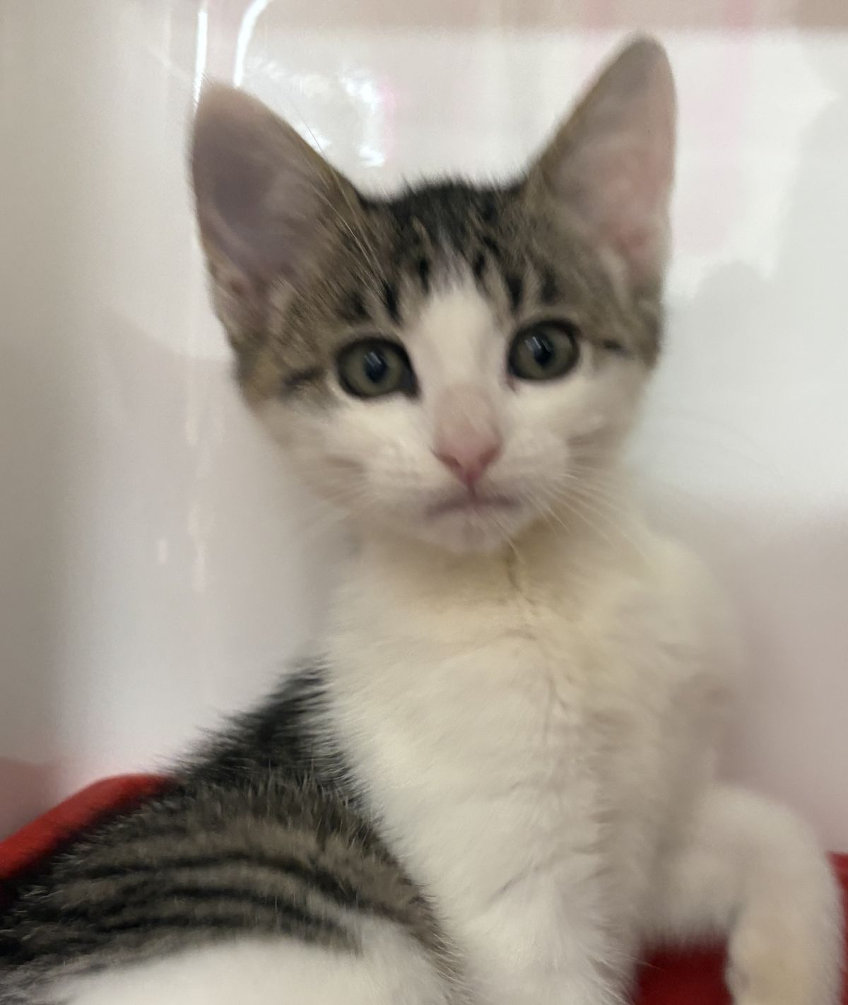 Gallery image: Sonny