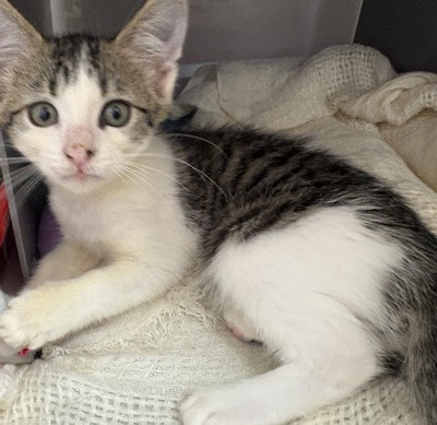 Taylor - Domestic Short Hair