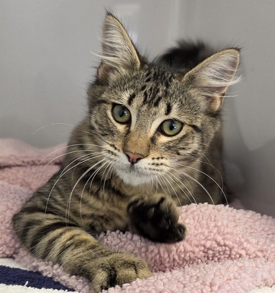 Bison - Domestic Medium Hair