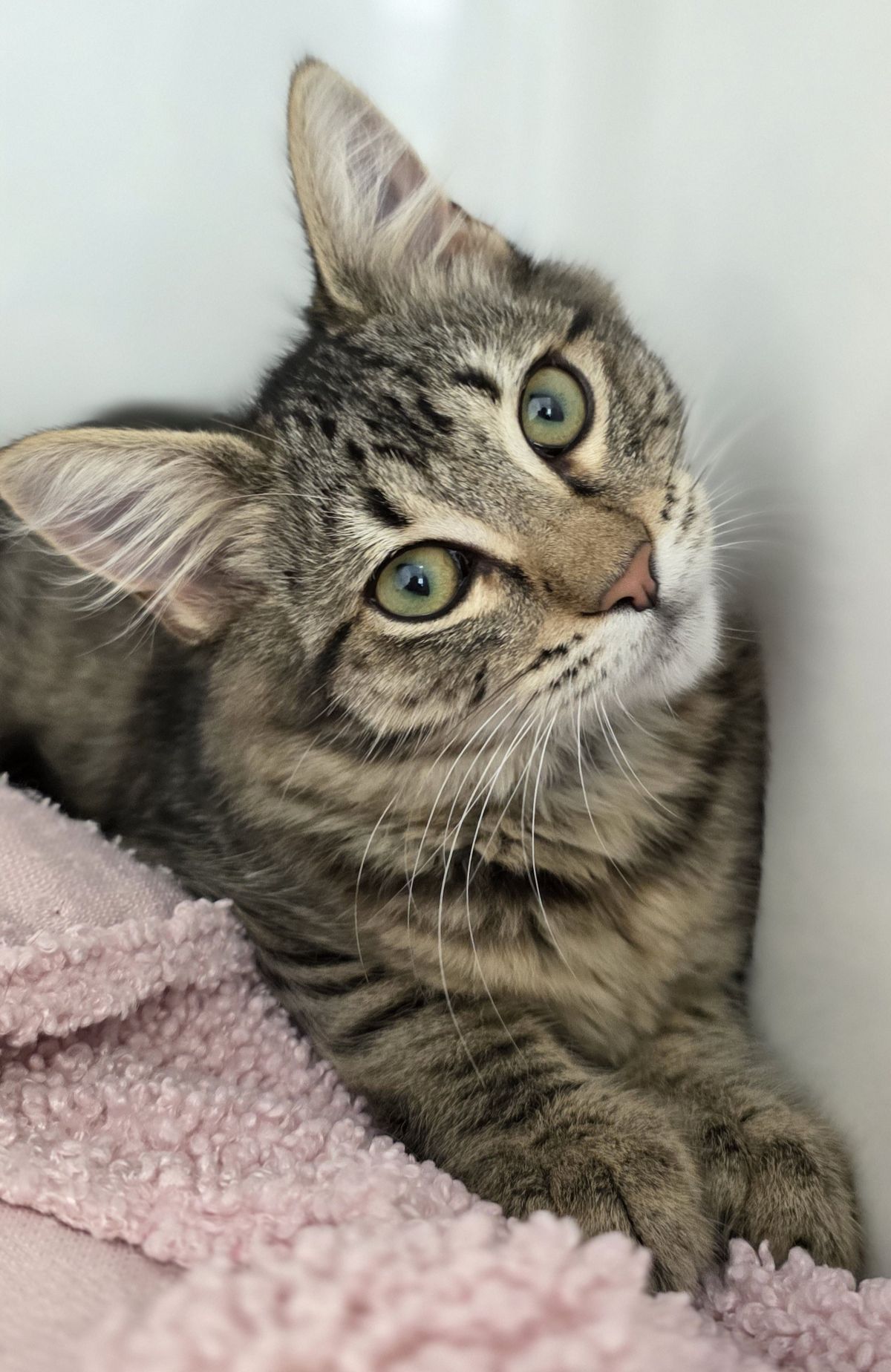 Gallery image: Bison