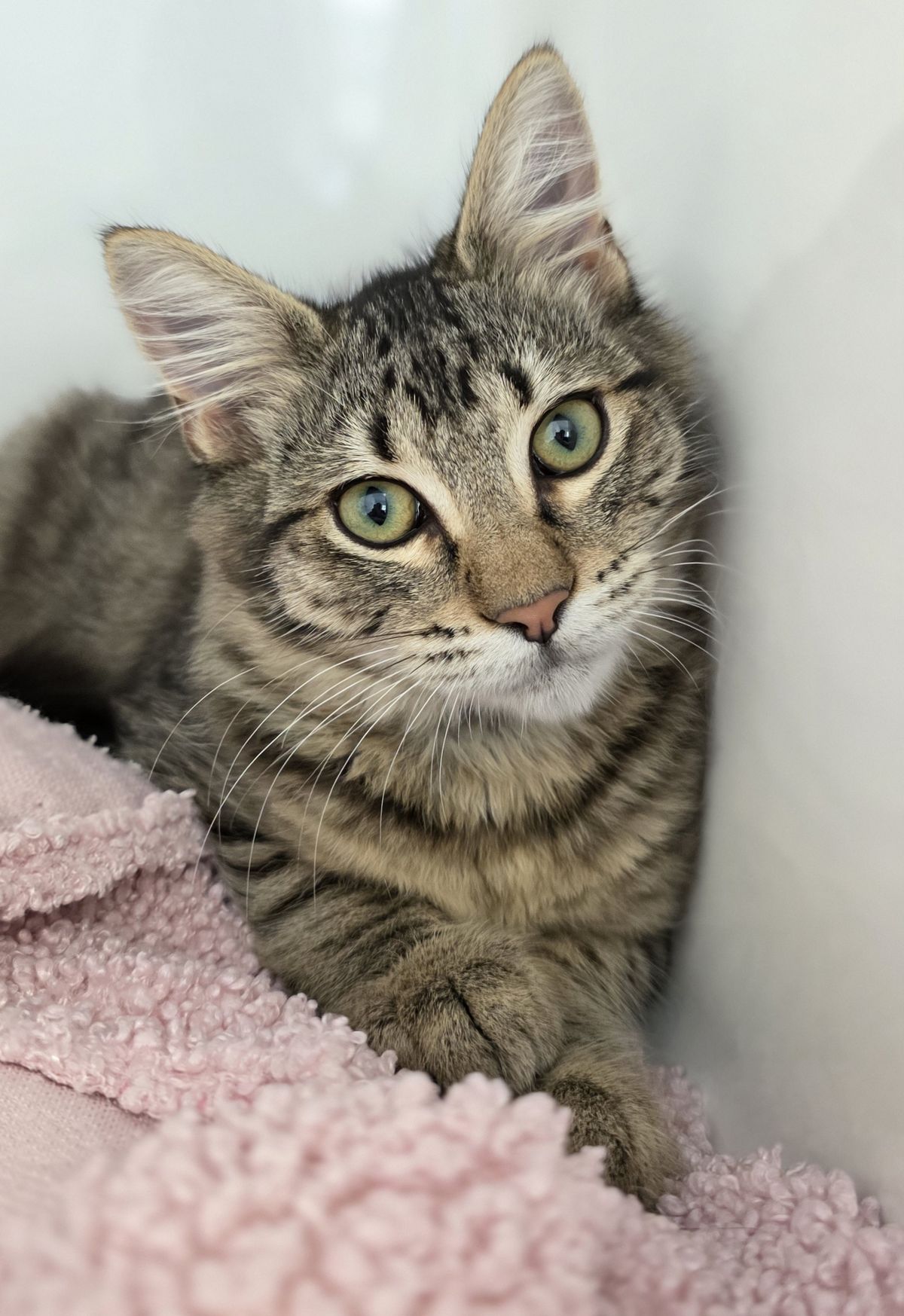 Gallery image: Bison