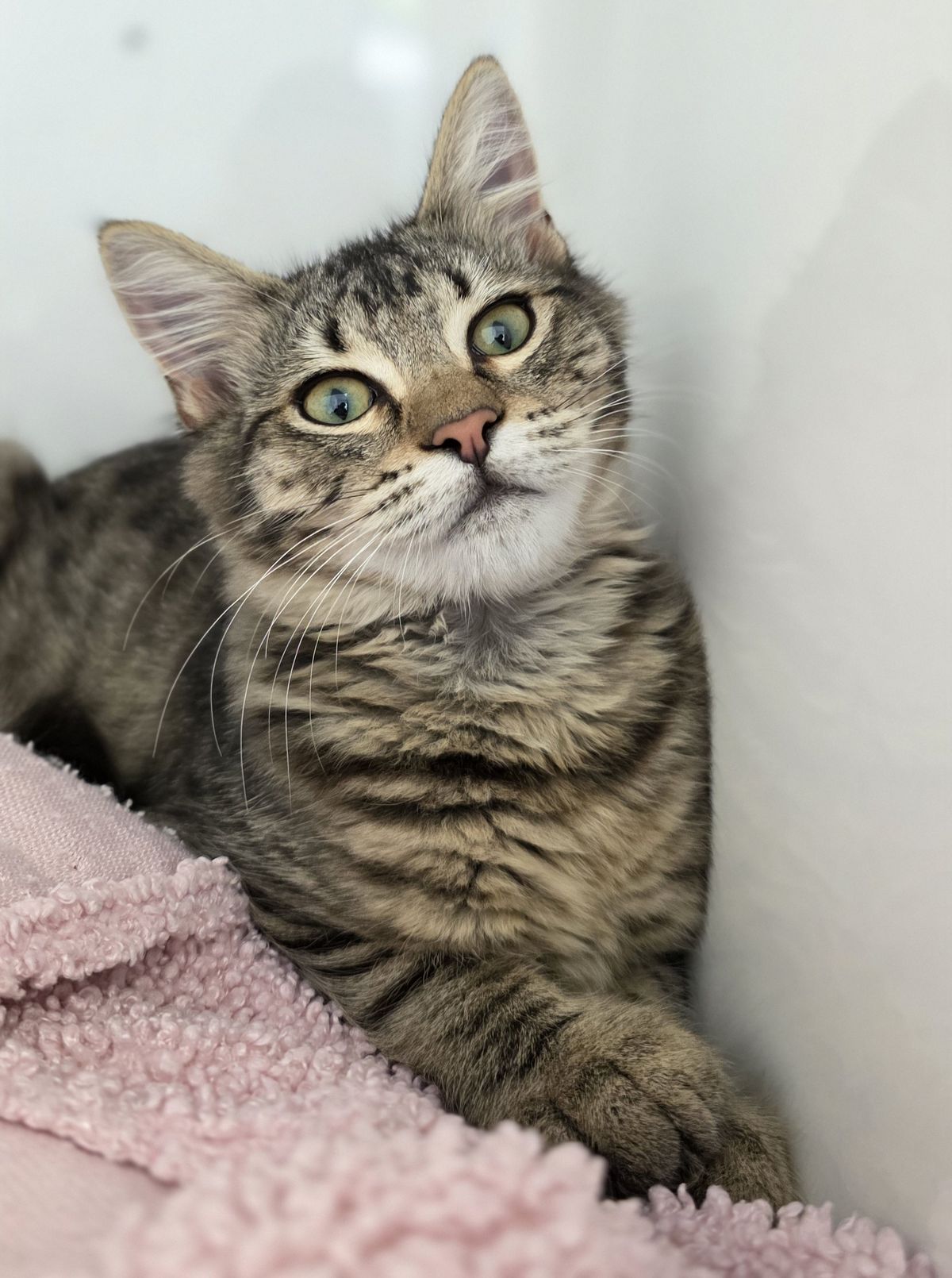 Gallery image: Bison