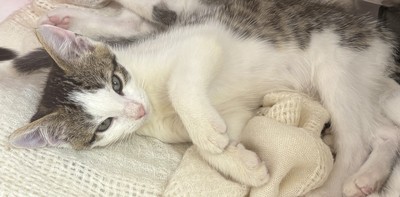 Forest - Domestic Short Hair