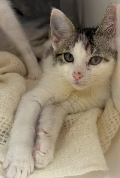 Tommy - Domestic Short Hair