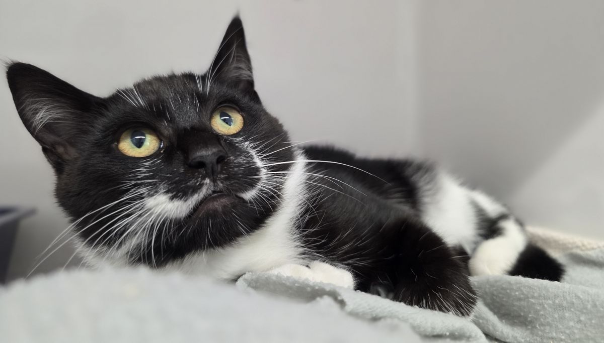 Gallery image: Oswald