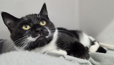 Oswald - Domestic Short Hair