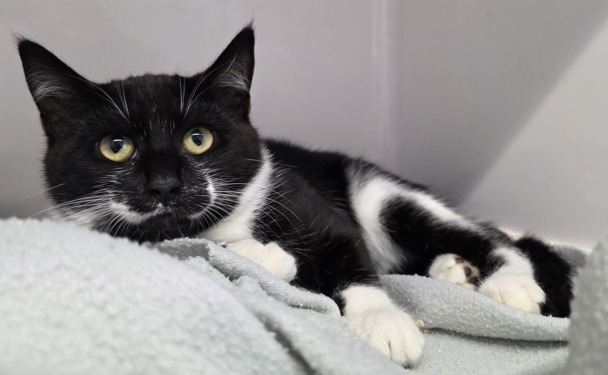 Gallery image: Oswald