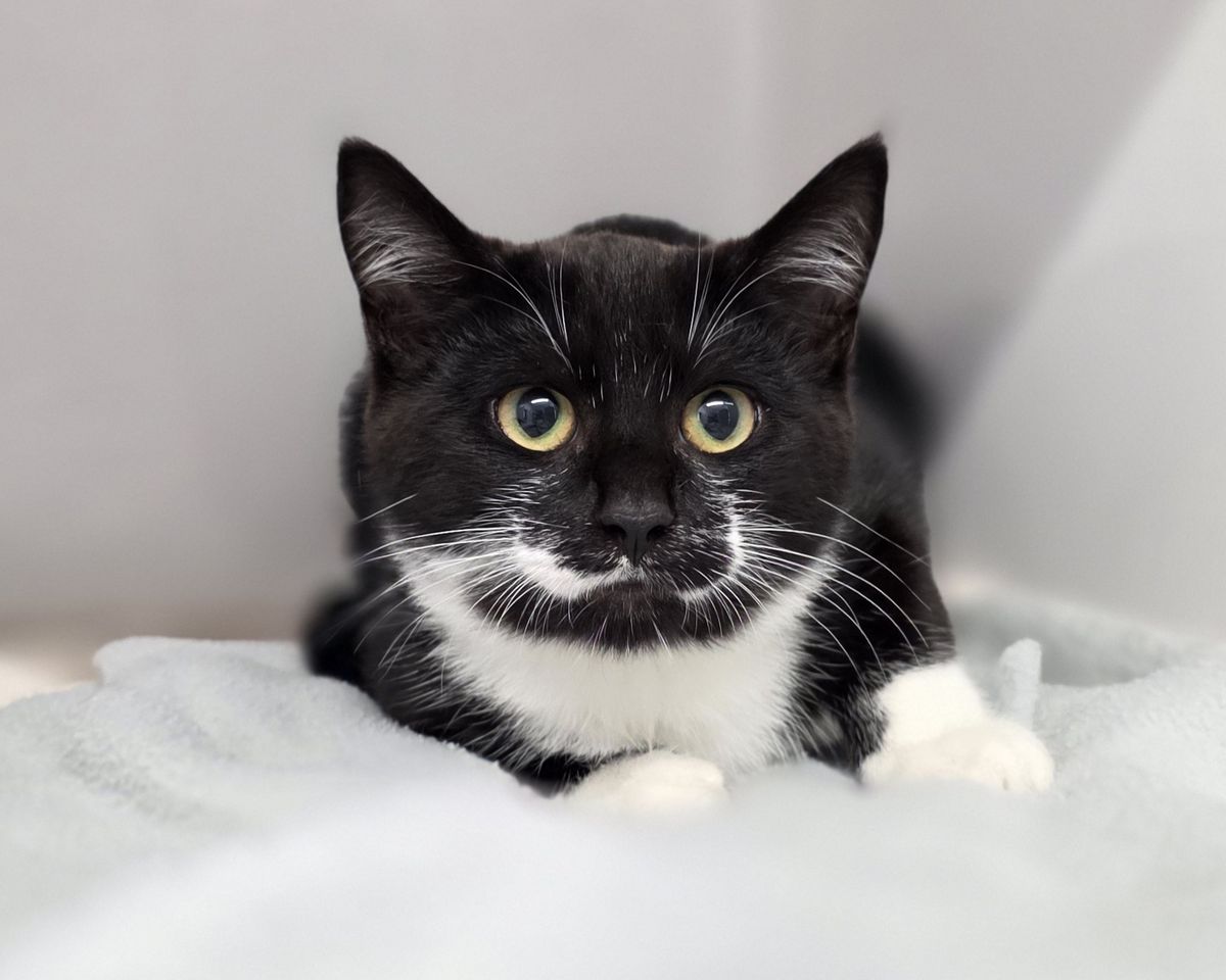 Gallery image: Oswald