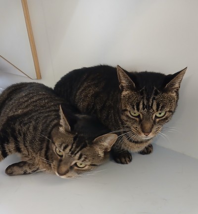 Bonnie - Domestic Short Hair