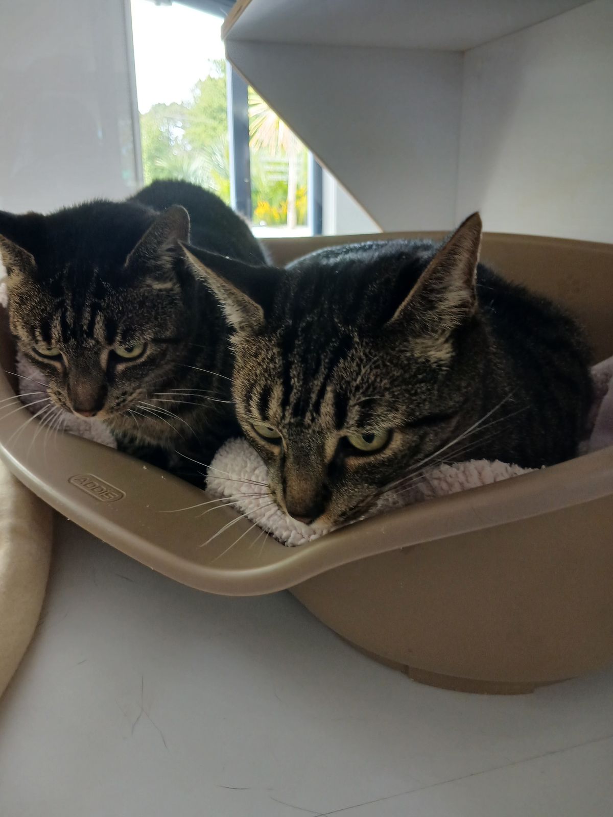 Gallery image: Bonnie