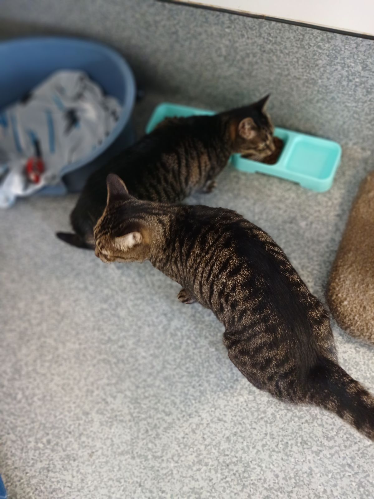 Gallery image: Clyde