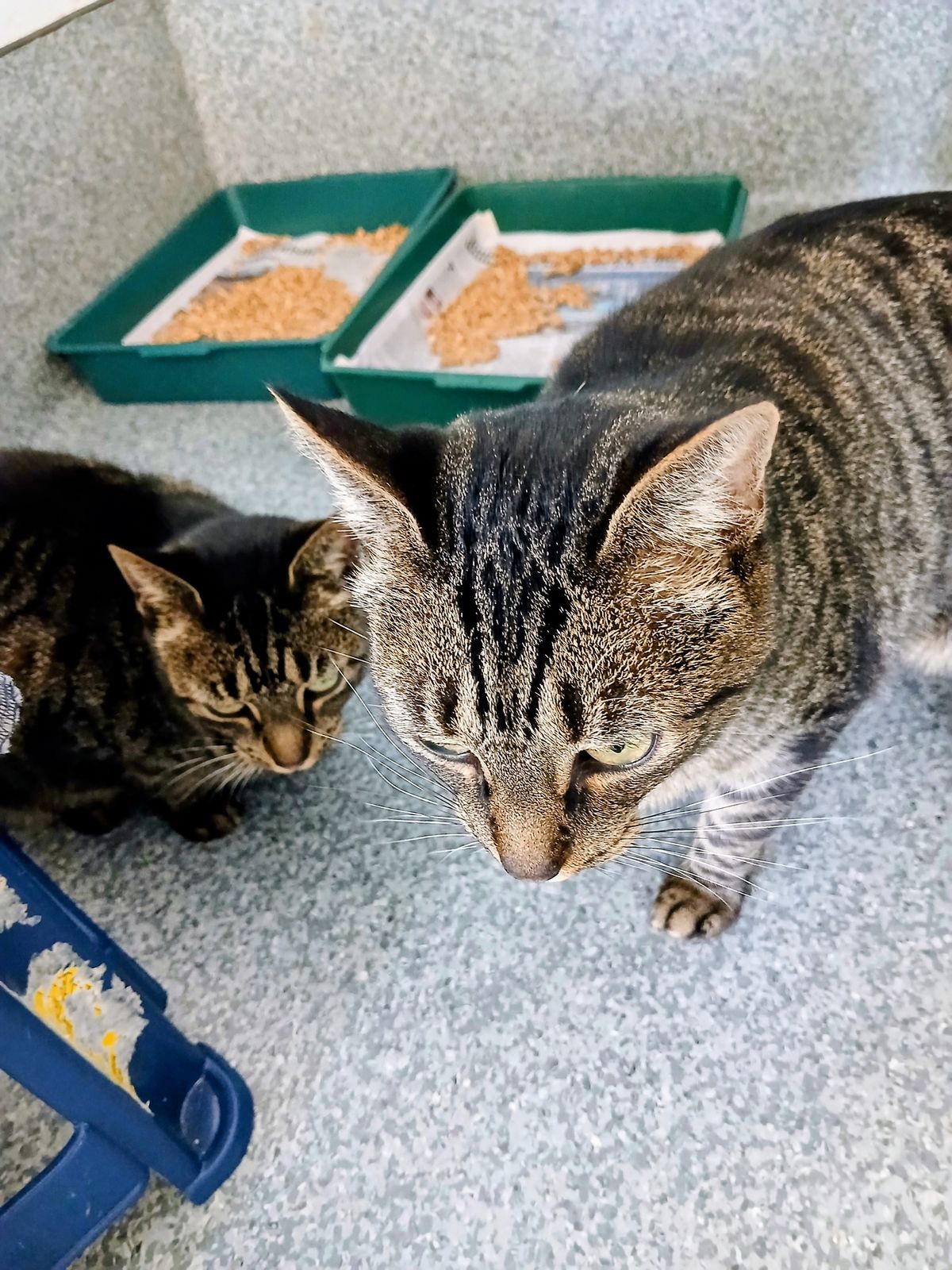 Gallery image: Clyde