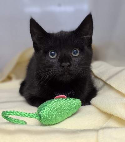 Luna - Domestic Short Hair