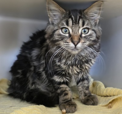 Mai - Domestic Short Hair