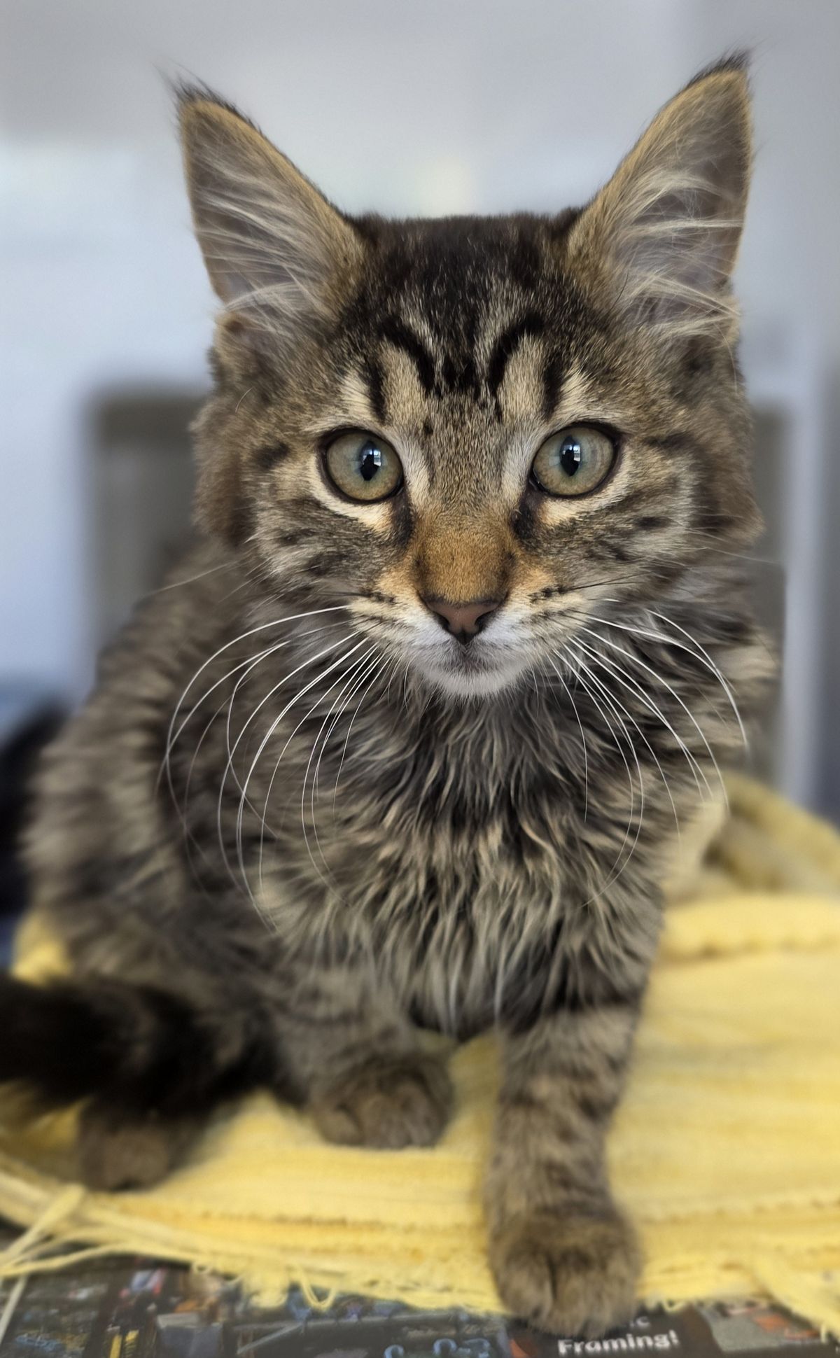 Gallery image: Bulla