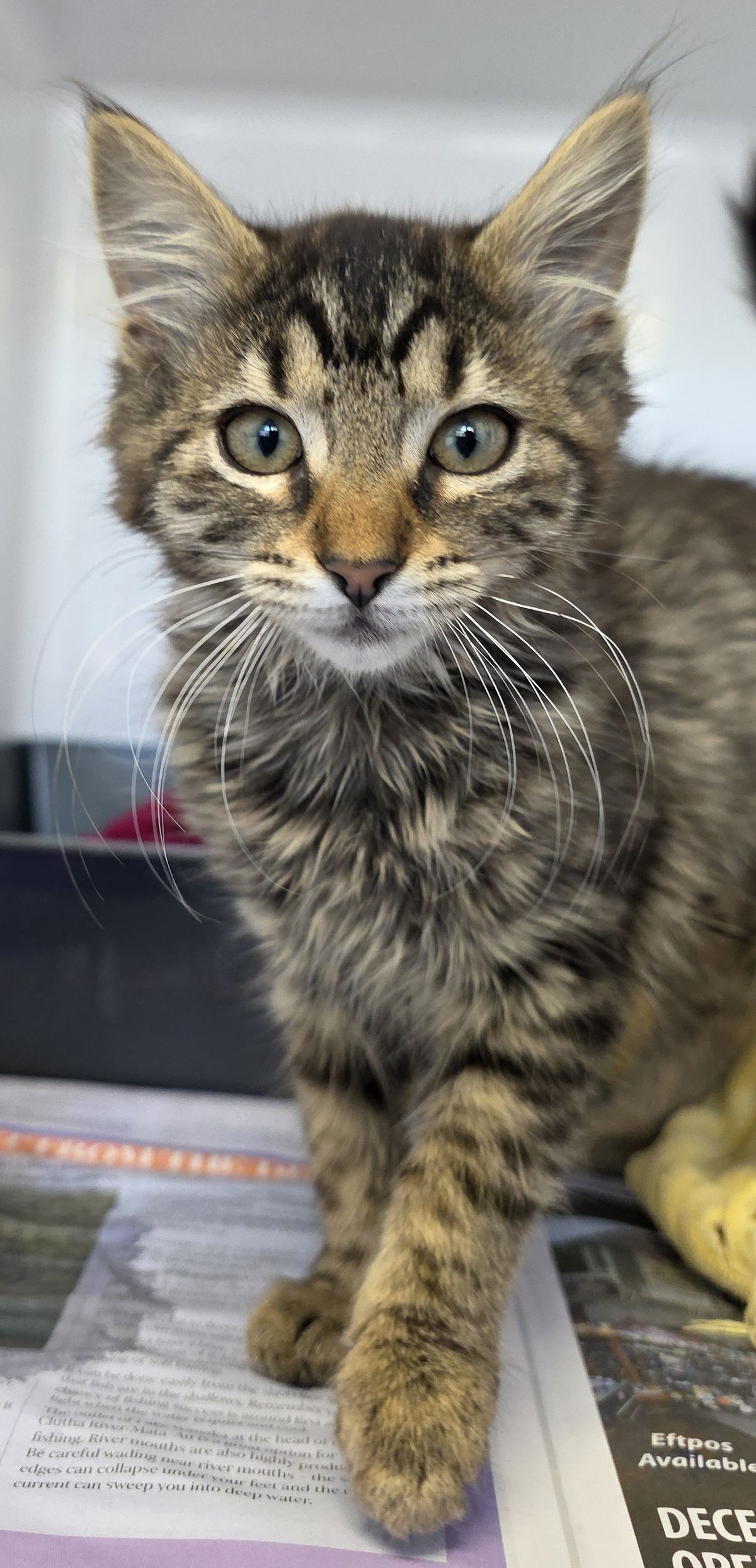 Gallery image: Bulla