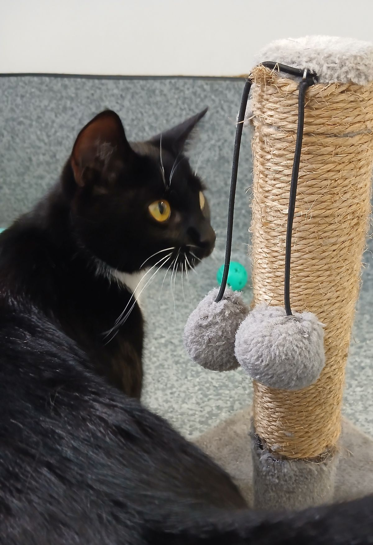 Gallery image: Maisy