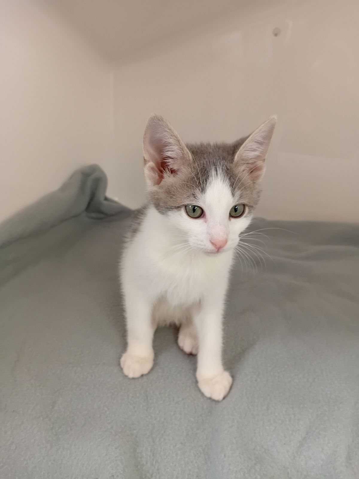 Gallery image: Greyson