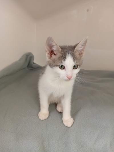 Greyson - Domestic Short Hair