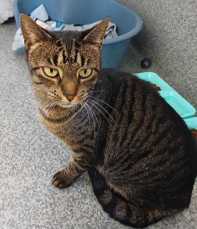 Clyde - Domestic Short Hair