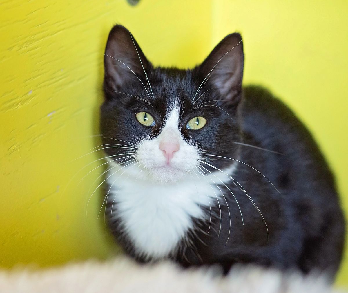 Gallery image: Pippa