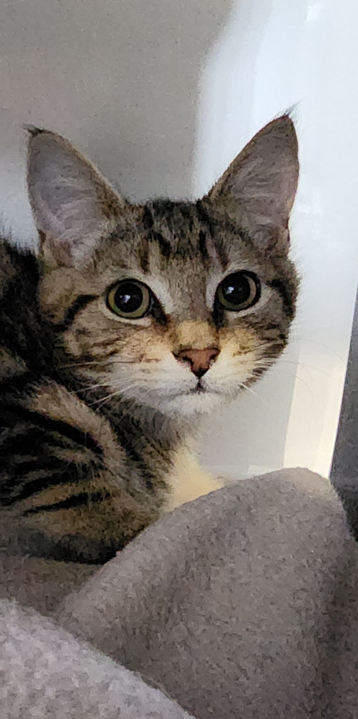 Gallery image: Ziggy