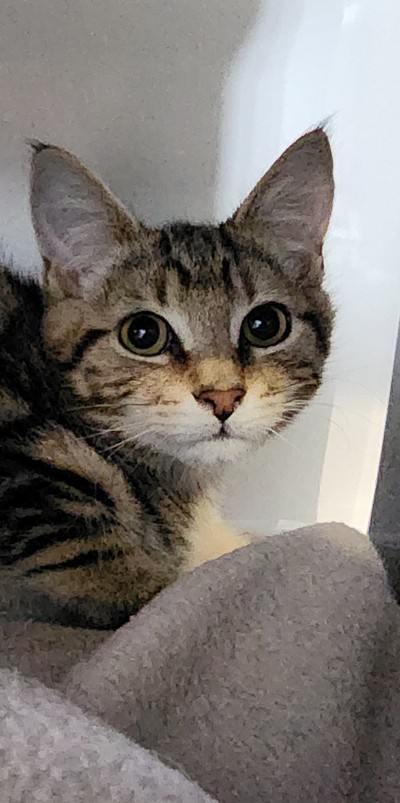 Ziggy - Domestic Short Hair