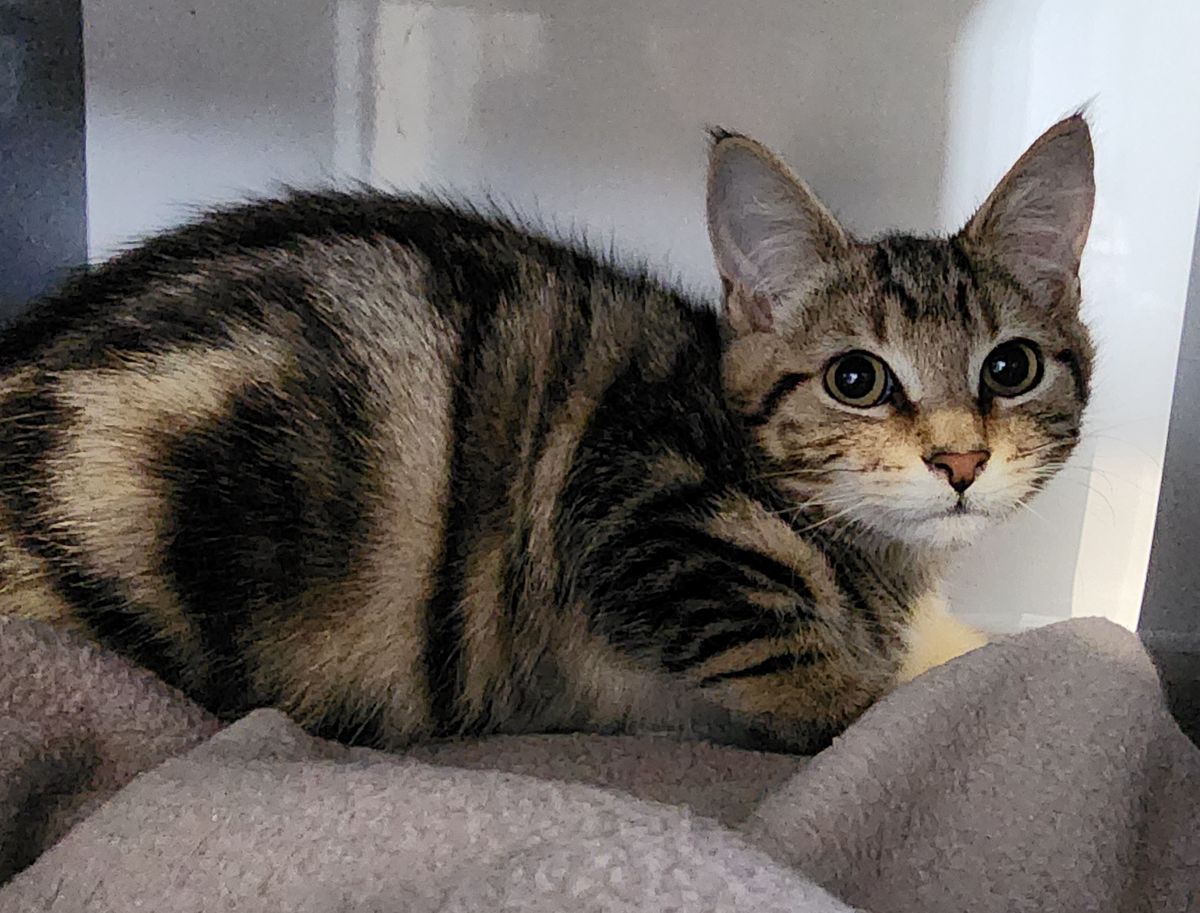 Gallery image: Ziggy