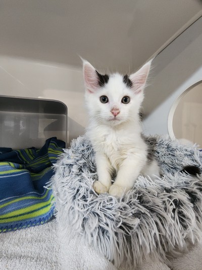 Huey - Domestic Short Hair