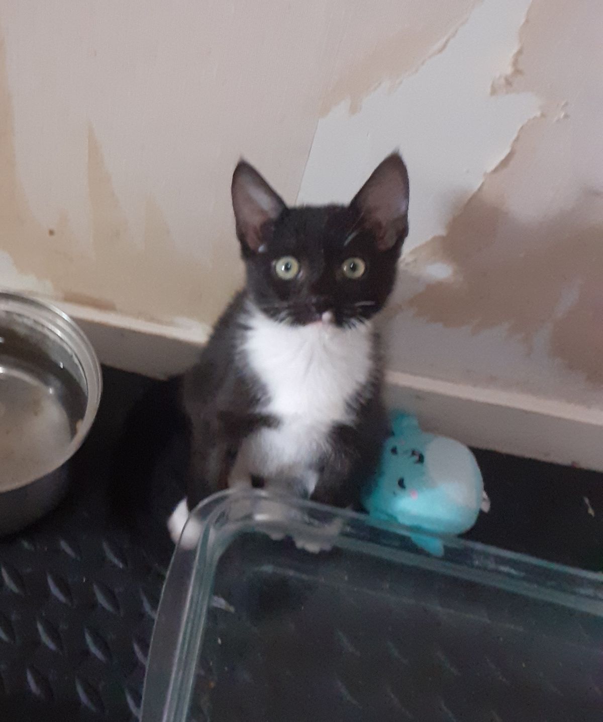 Gallery image: Tippy