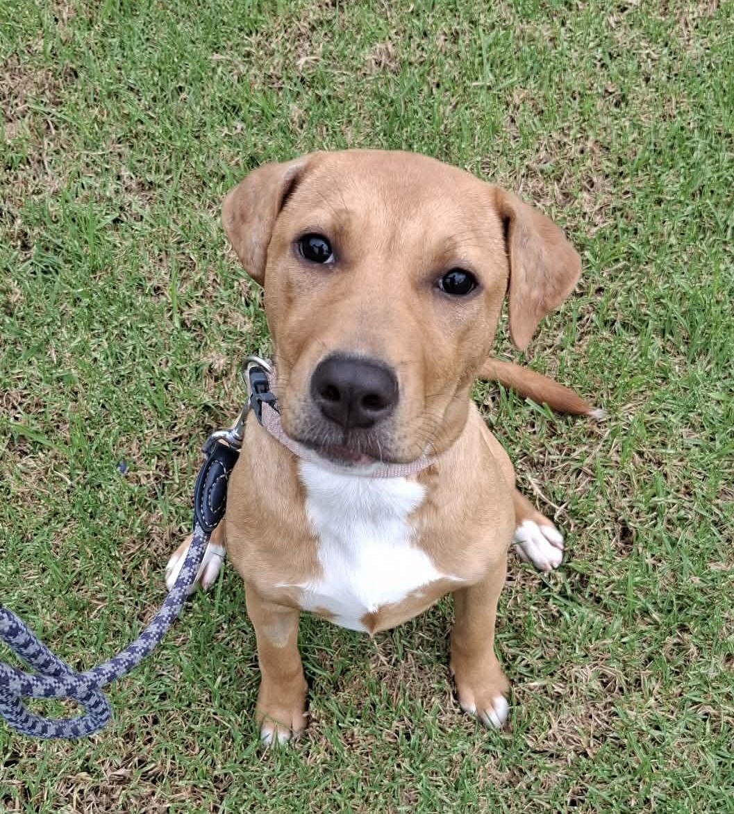 Gallery image: Pudding