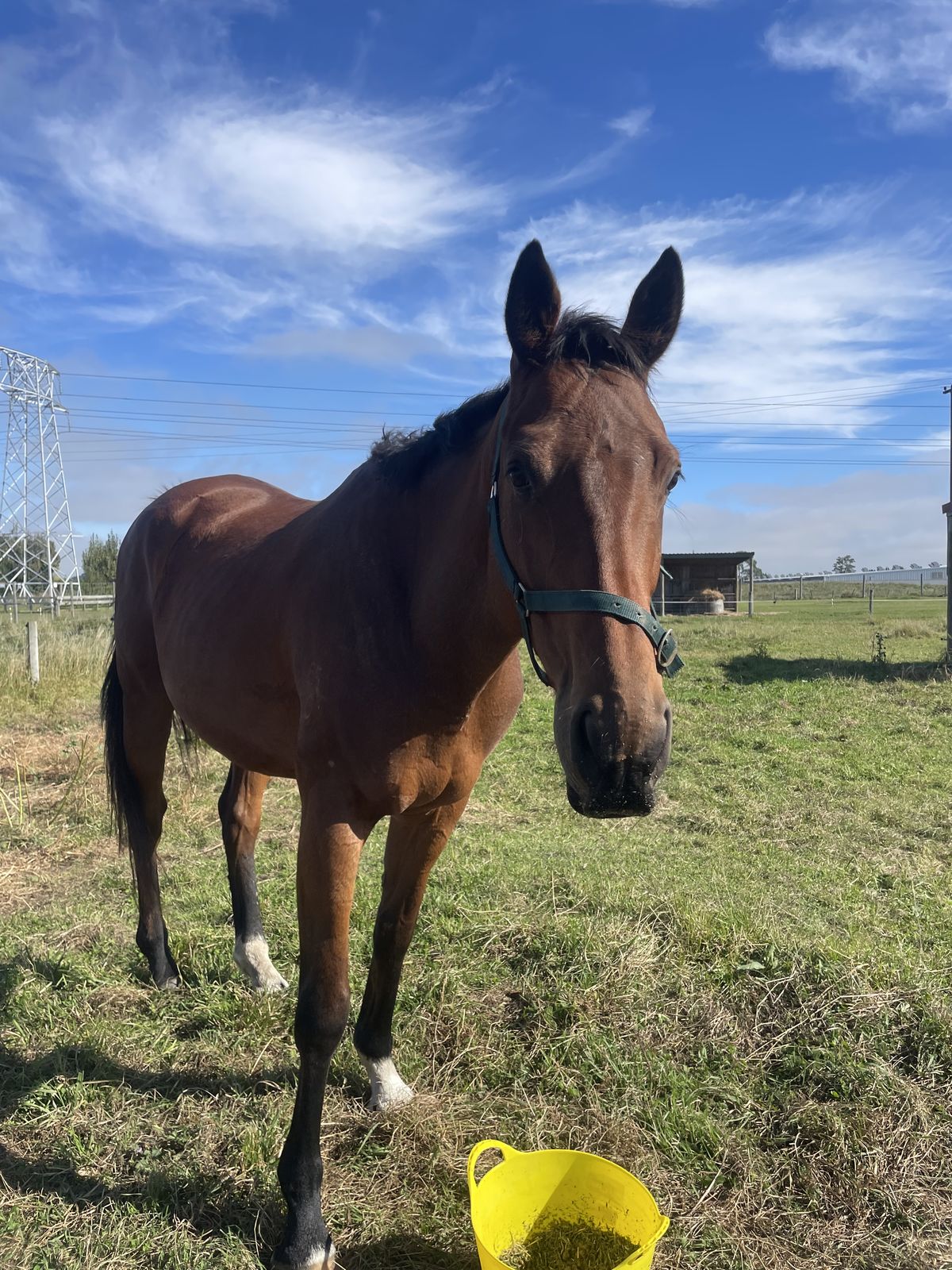 Gallery image: Knight