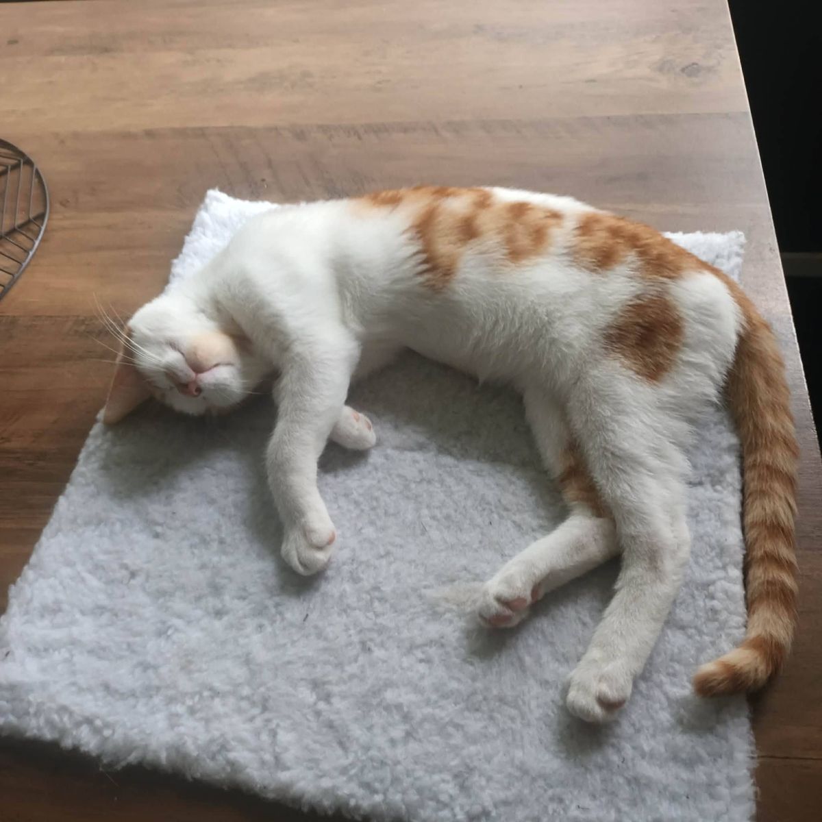 Gallery image: Sunny 