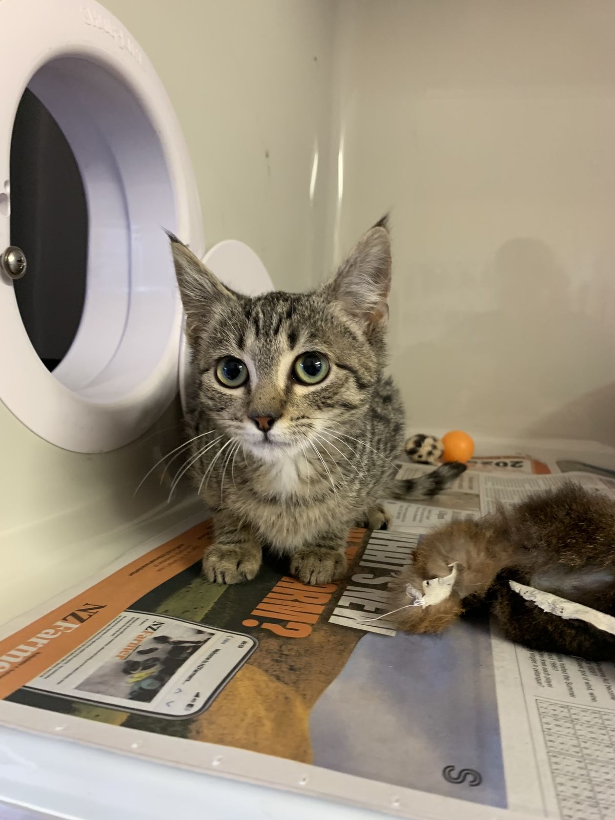 Gallery image: Raggs