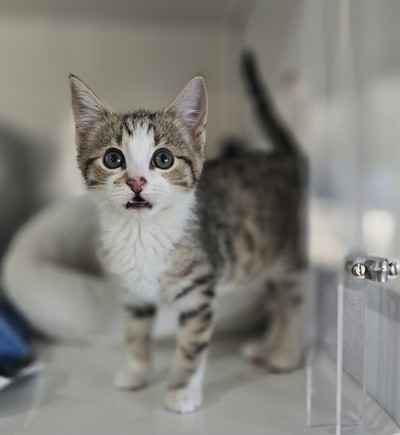 Meep - Domestic Short Hair