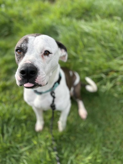 Haiden - American Bulldog