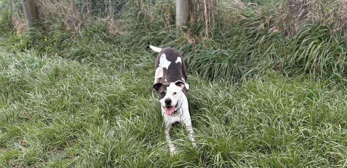 Gallery image: Haiden