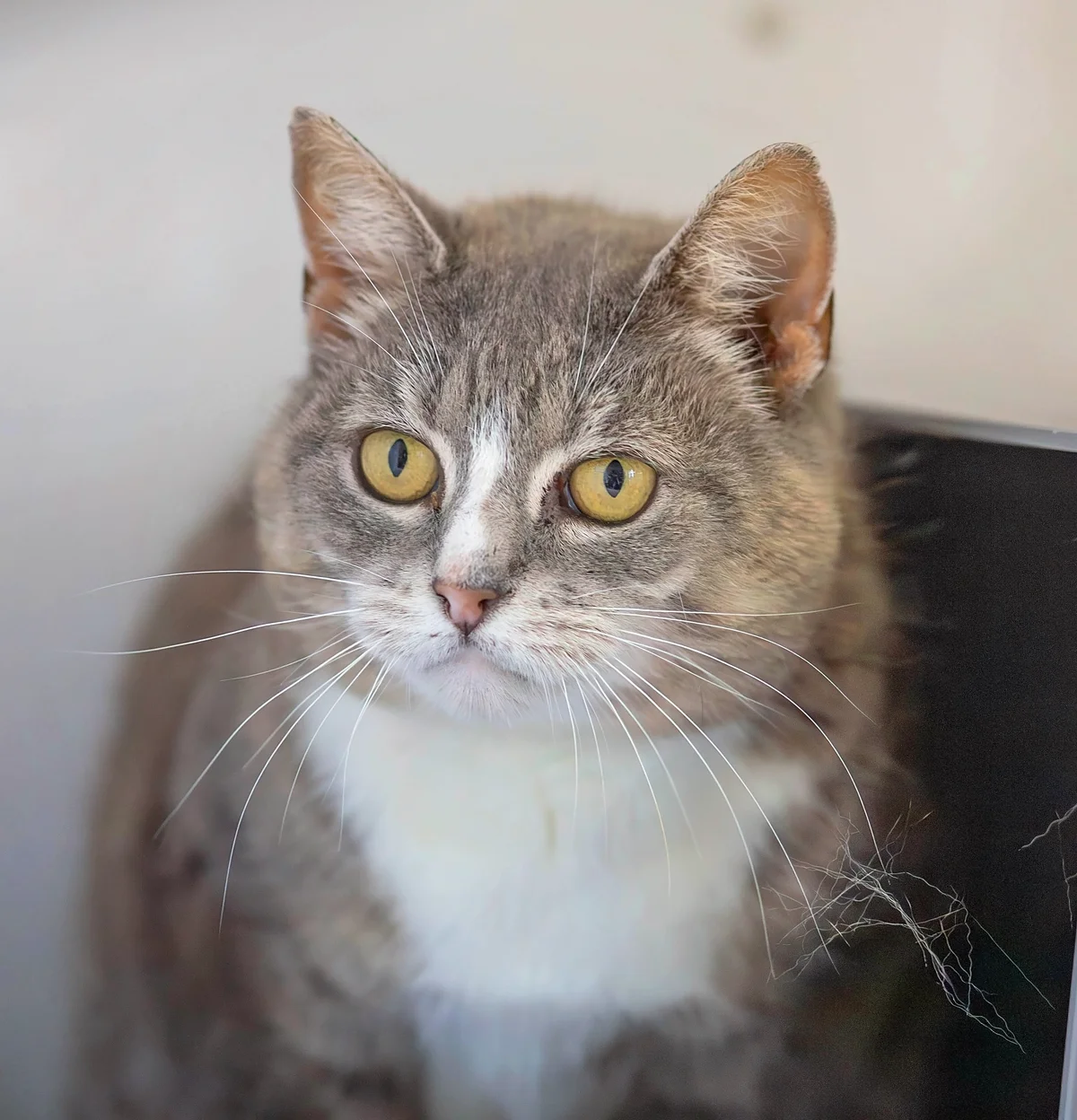 Gallery image: Gertie