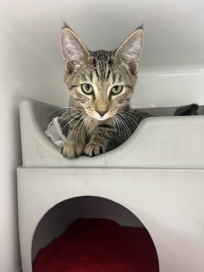 Rex - Domestic Short Hair