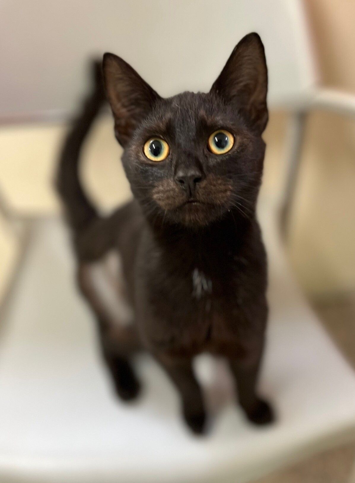 Gallery image: Percy