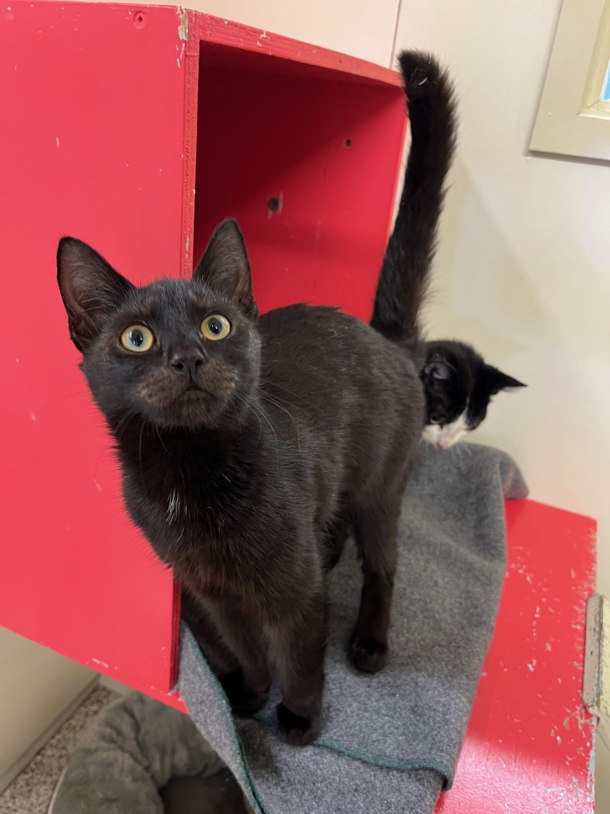 Gallery image: Percy