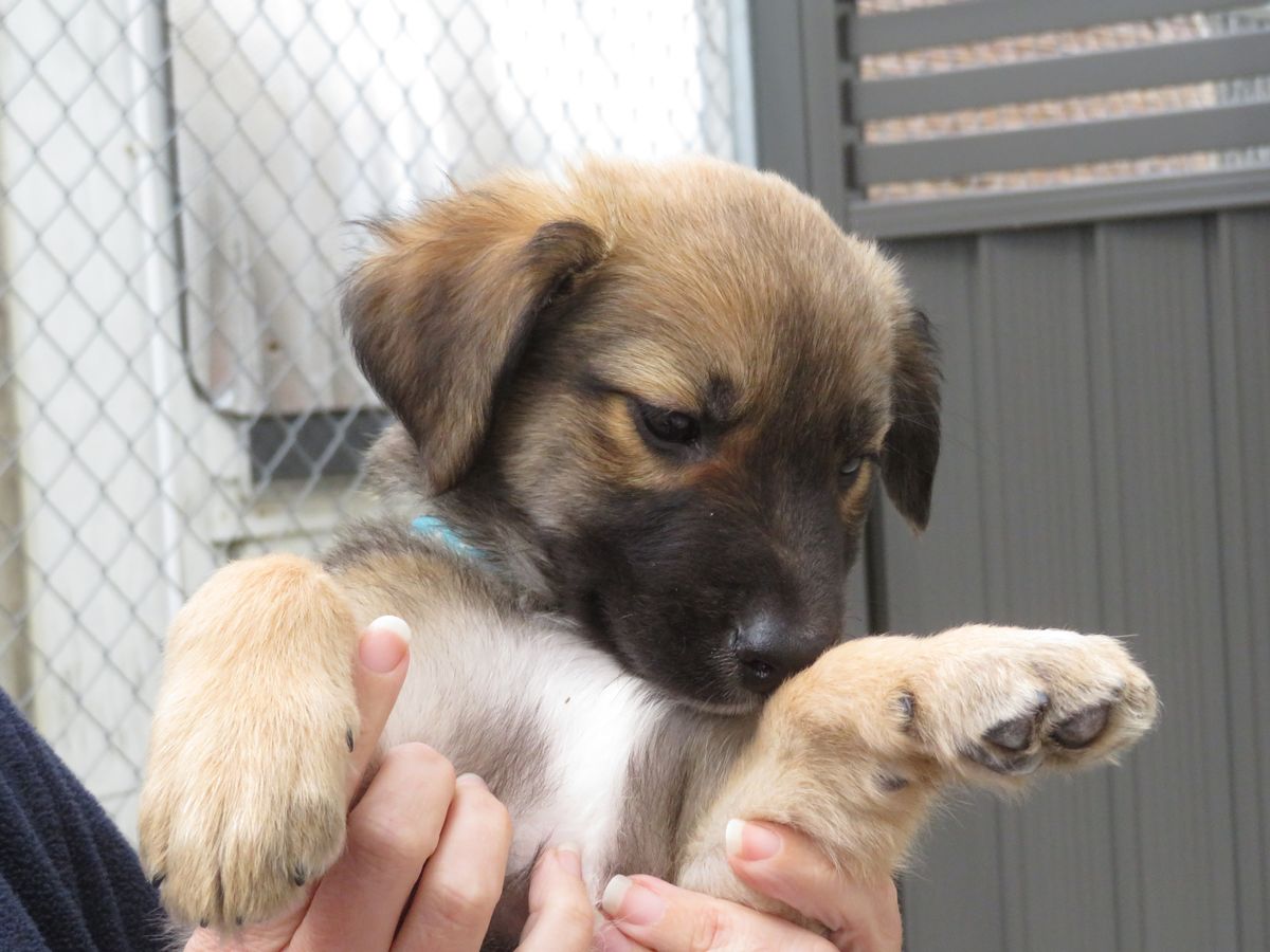 Gallery image: Basil