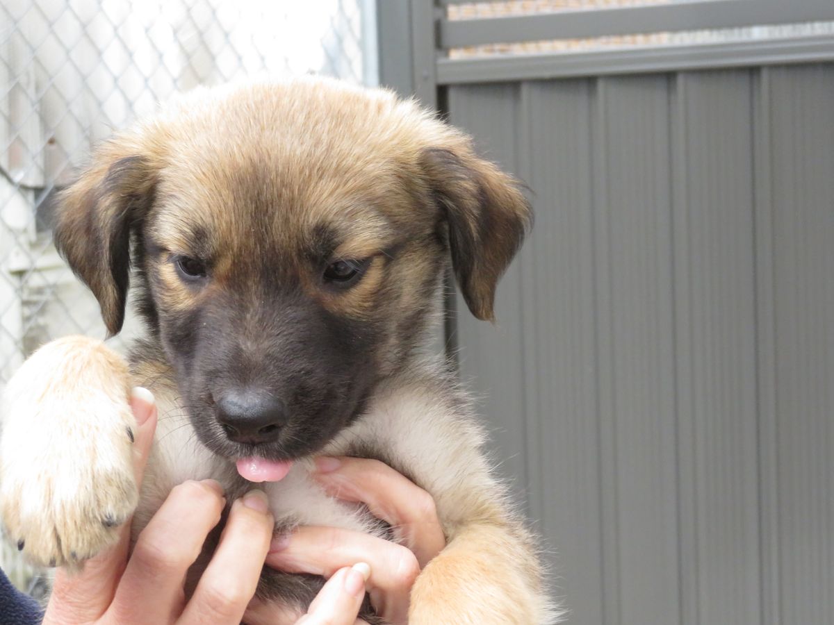 Gallery image: Basil