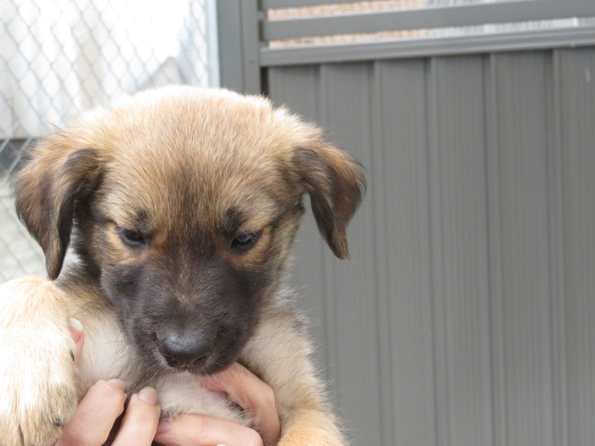 Gallery image: Basil