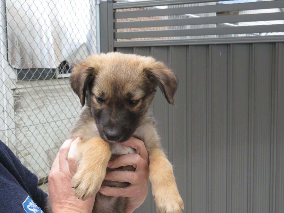 Gallery image: Basil