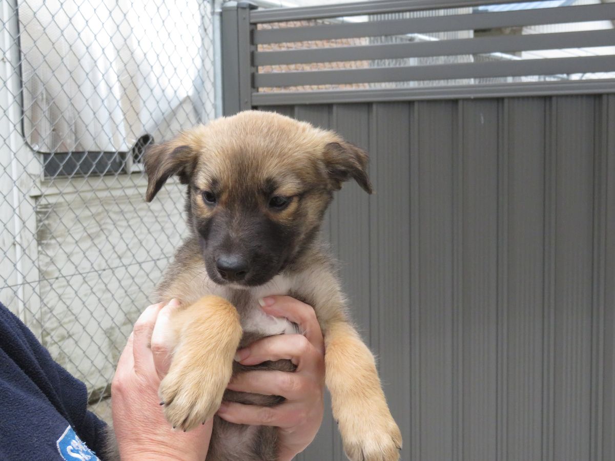 Gallery image: Basil