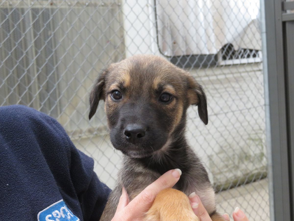 Gallery image: Bowie